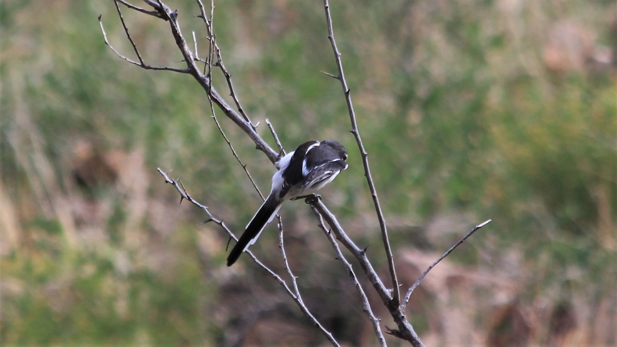 Southern Fiscal - ML241280251