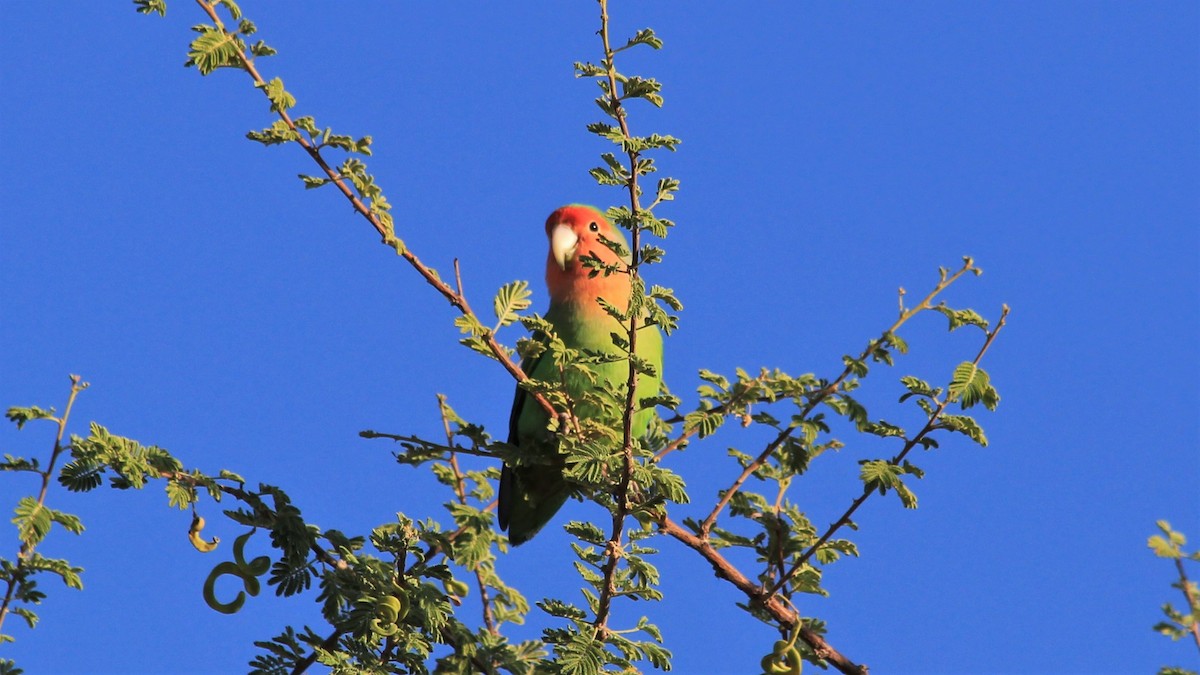 Rosy-faced Lovebird - Anonymous