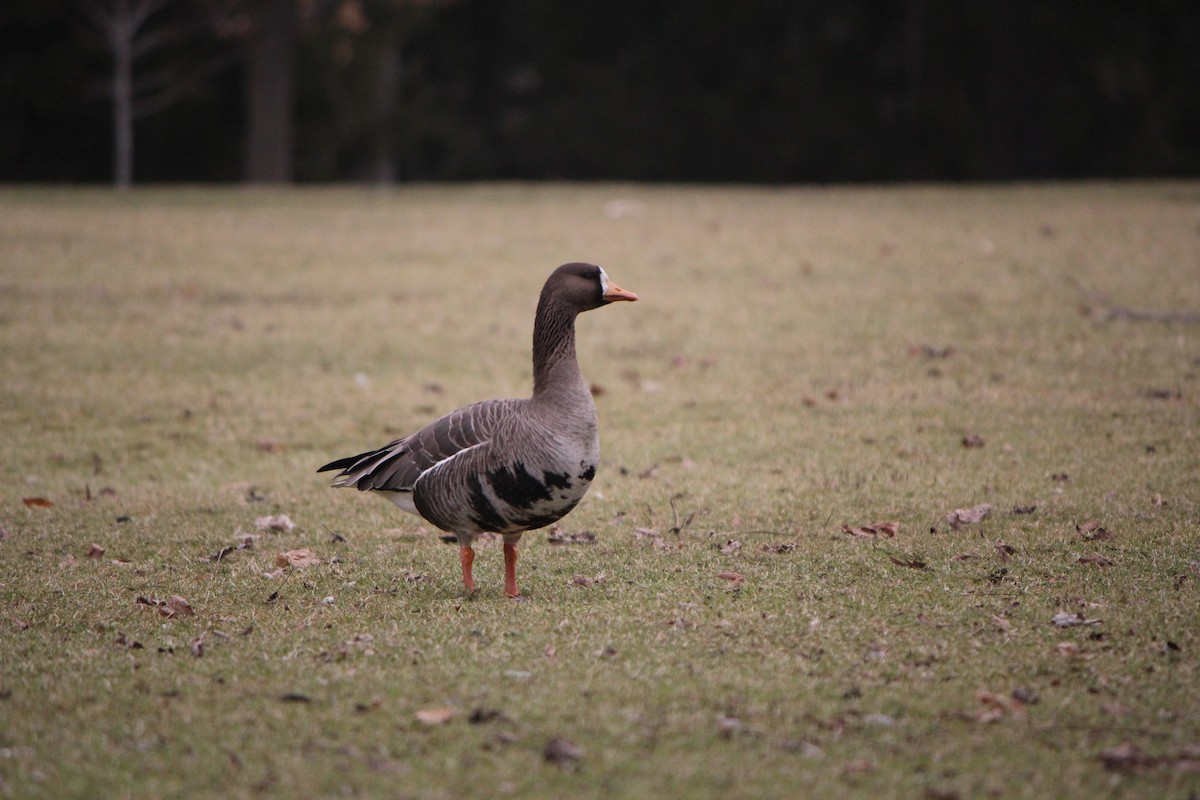 Greater White-fronted Goose - Quinten Wiegersma