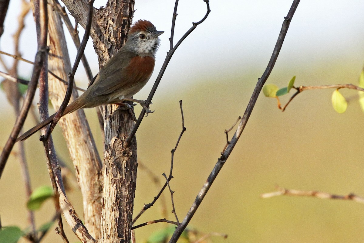 Pale-breasted Spinetail - ML241290441