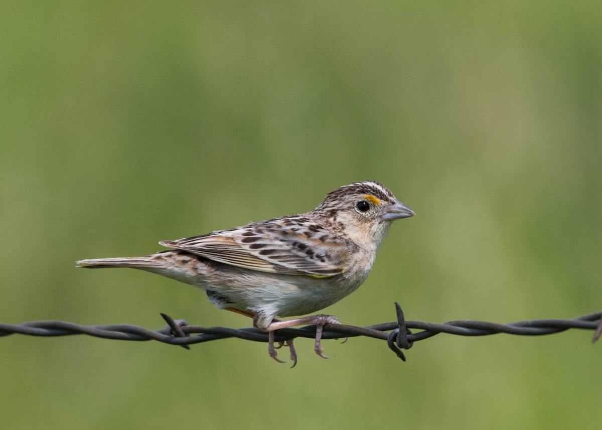Grasshopper Sparrow - ML241292351