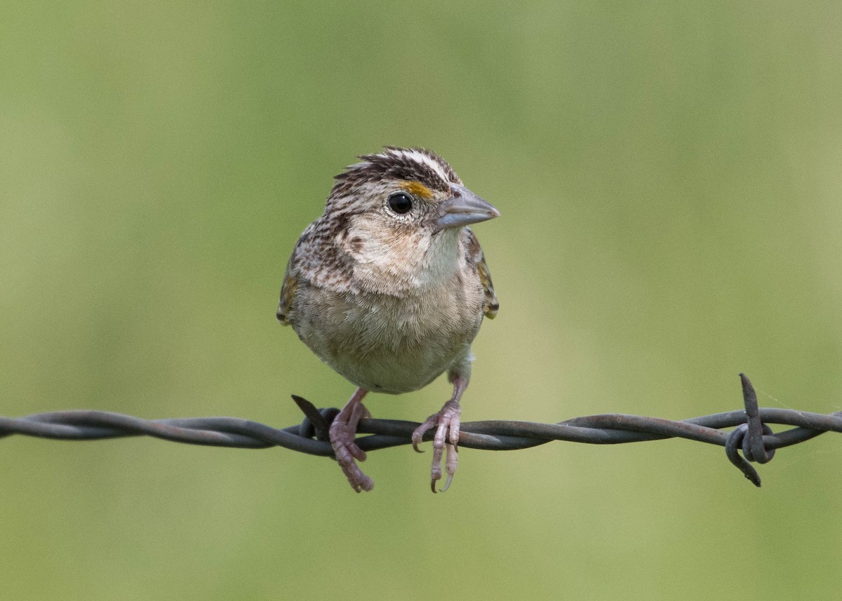 Grasshopper Sparrow - ML241292371