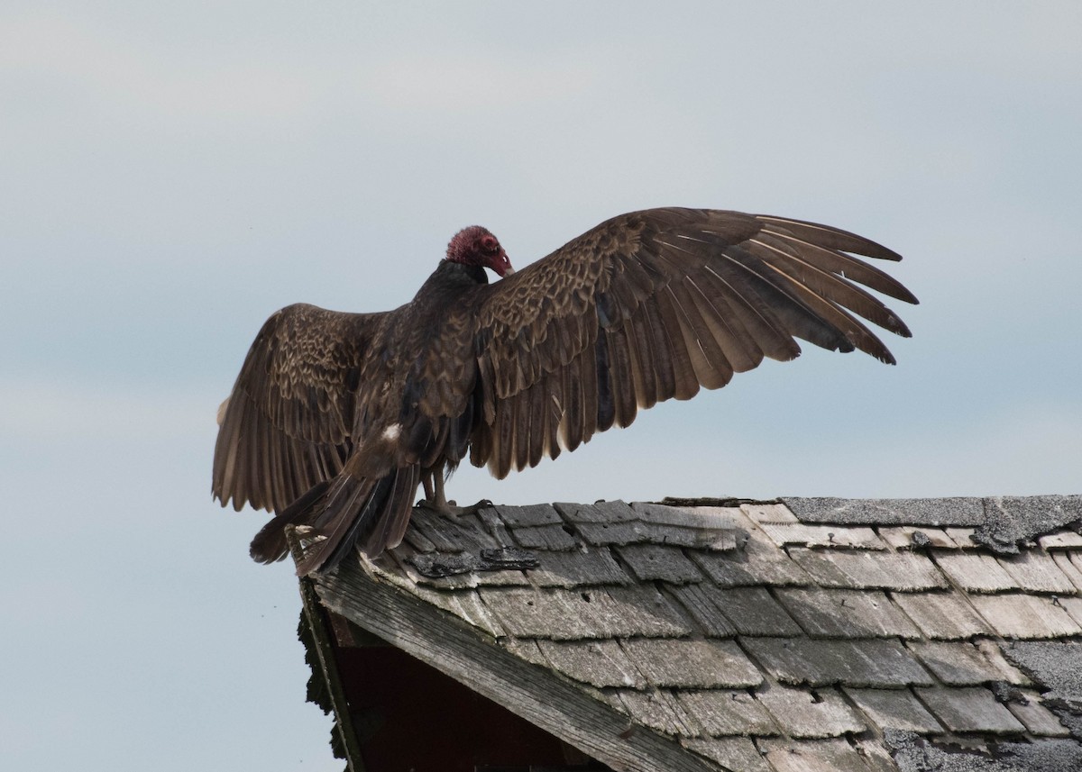 Turkey Vulture - Joanne Dial