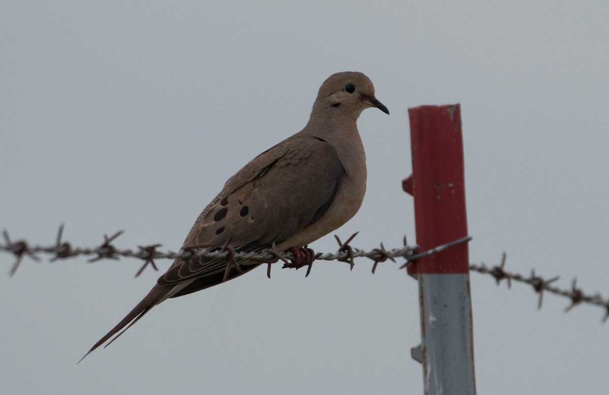 Mourning Dove - Joanne Dial
