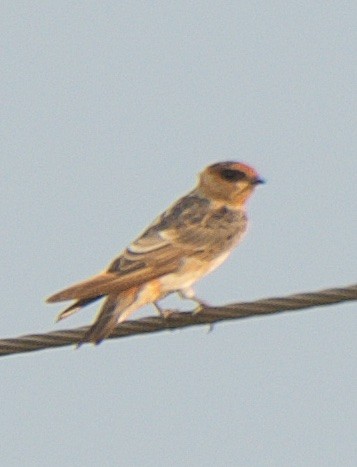 Cave Swallow - ML241292951