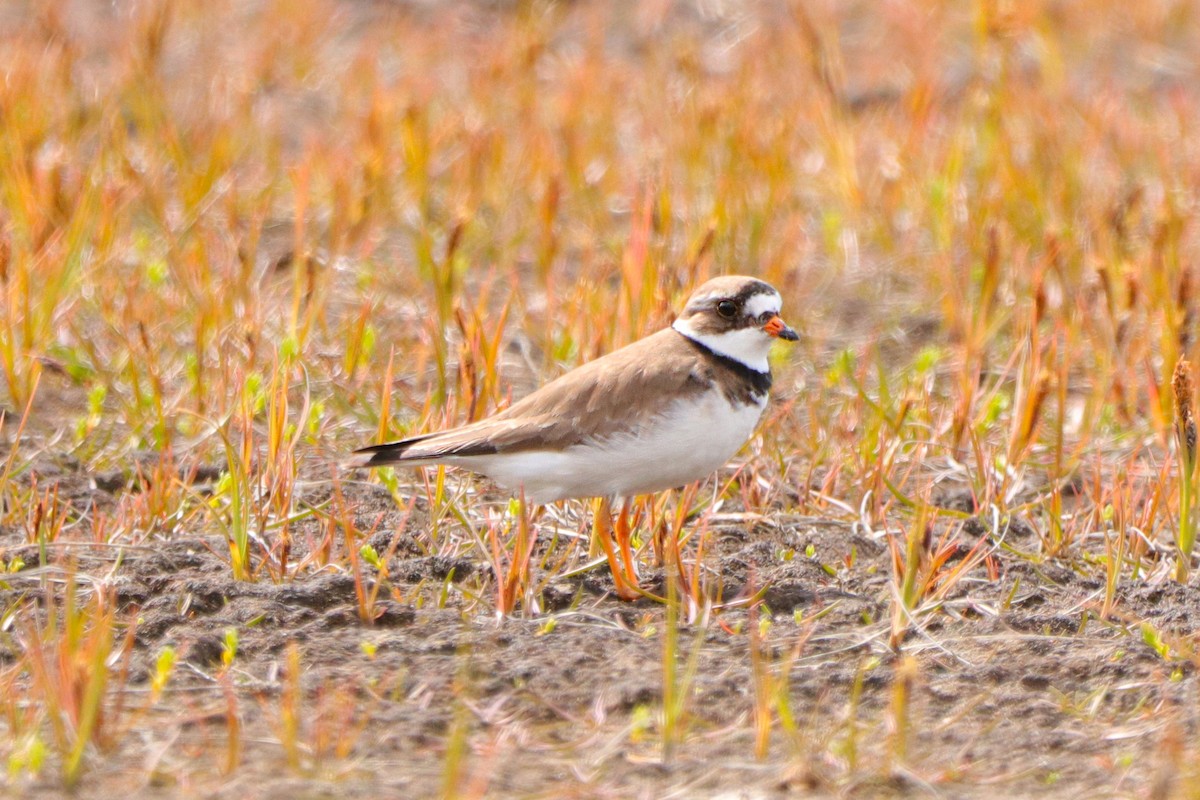 Semipalmated Plover - ML241293471
