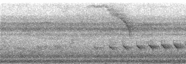 skjeggmaursmett (obscura) - ML241294