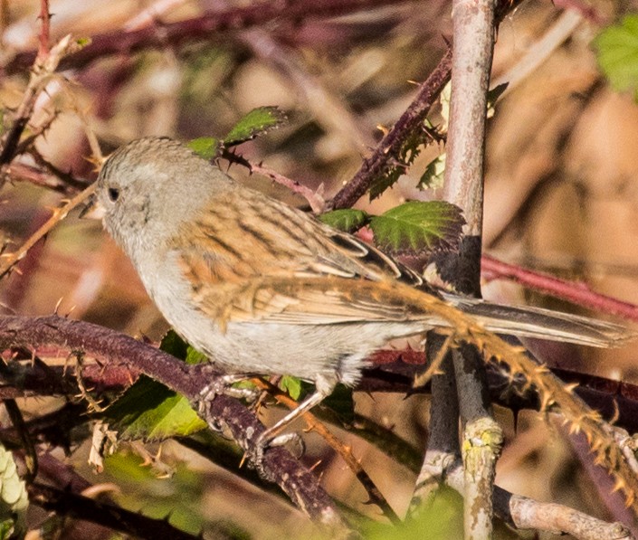 Black-chinned Sparrow - Roger Adamson