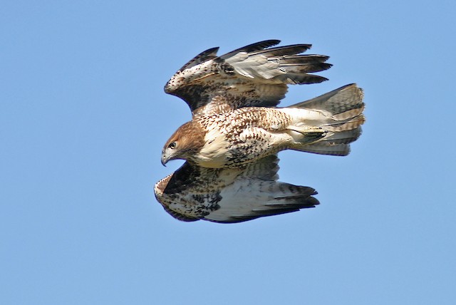 Juvenile stooping on prey. - Red-tailed Hawk (calurus/alascensis) - 