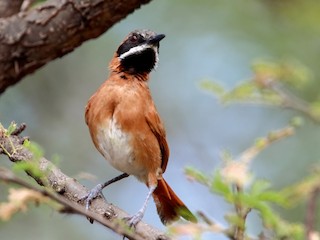  - White-whiskered Spinetail