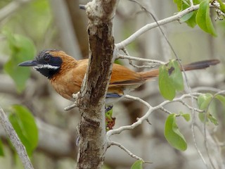 - White-whiskered Spinetail