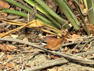  - White-whiskered Spinetail