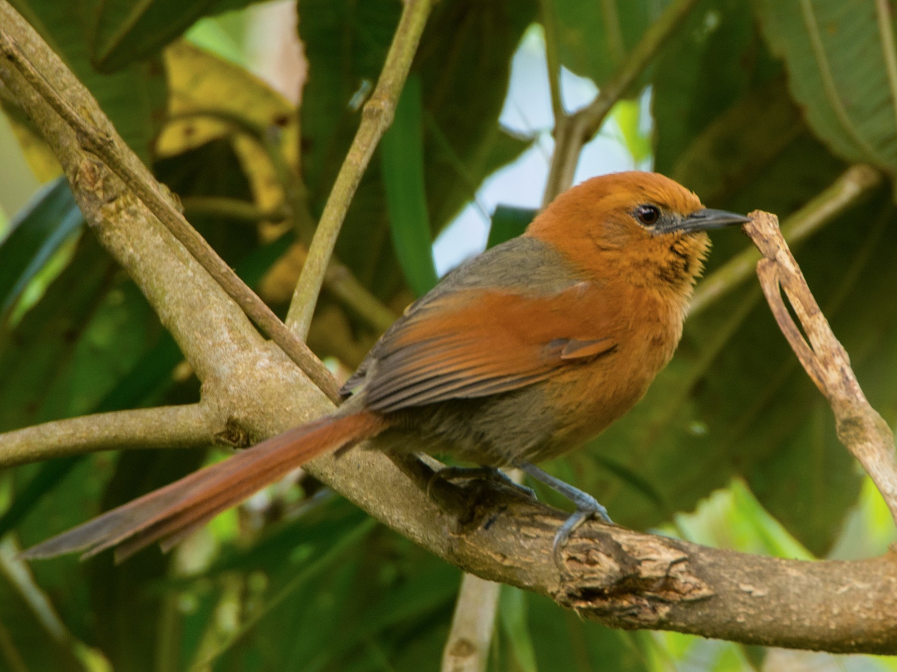 Rusty-headed Spinetail - Jorge Andrés Ceballos Vargas