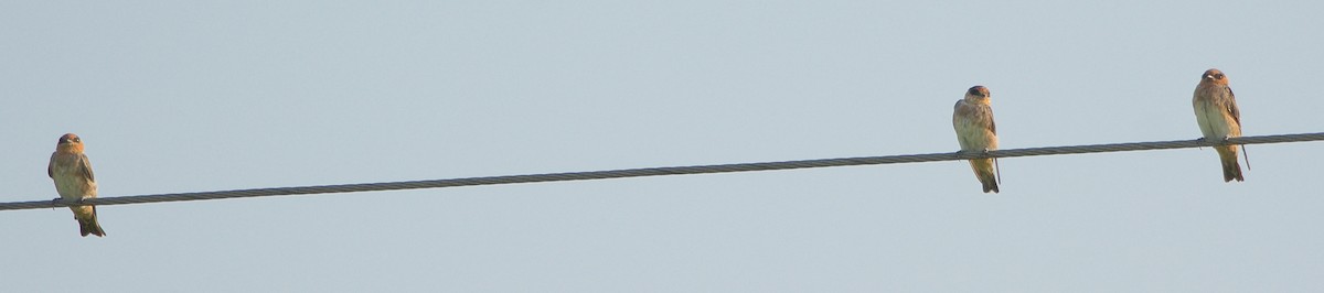 セスジツバメ - ML241299521