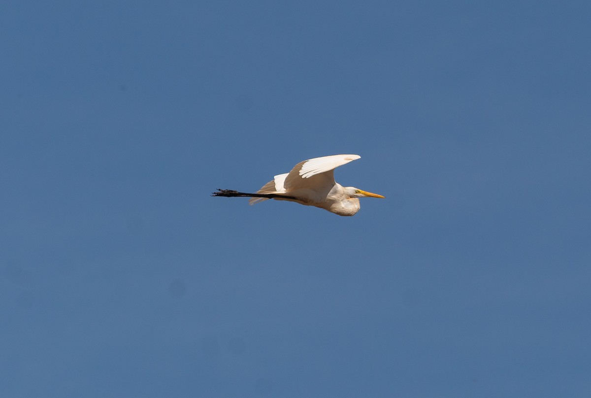 Great Egret - Arthur Bruck