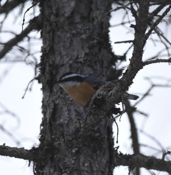 Red-breasted Nuthatch - ML24130121