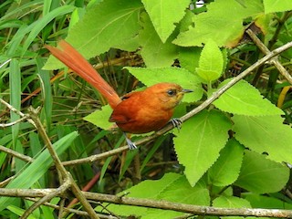幼鳥 - Fernando Nunes - ML241301301