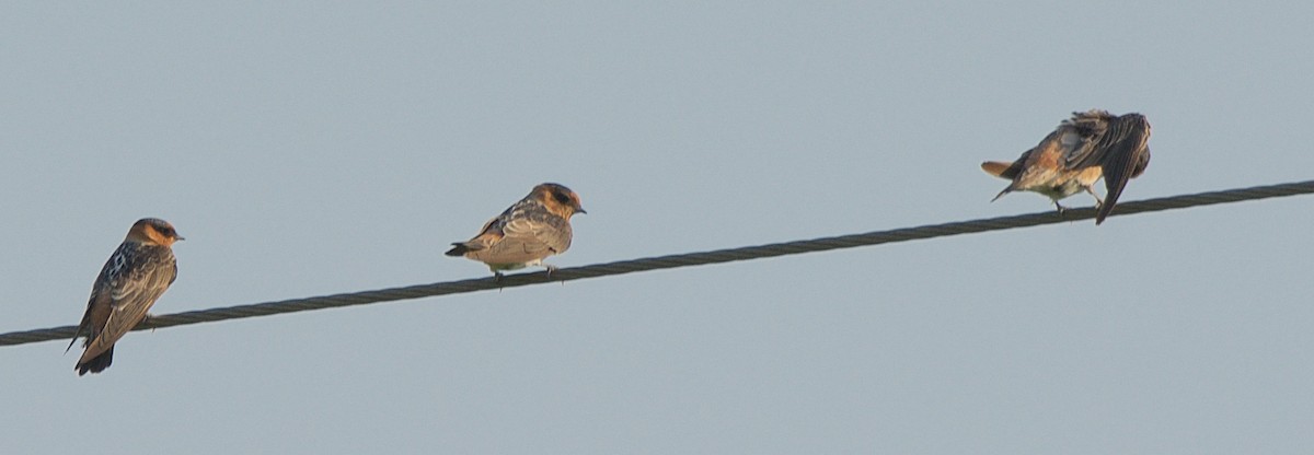 Cave Swallow - ML241302061