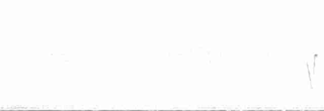Очковая хвойница - ML241302081