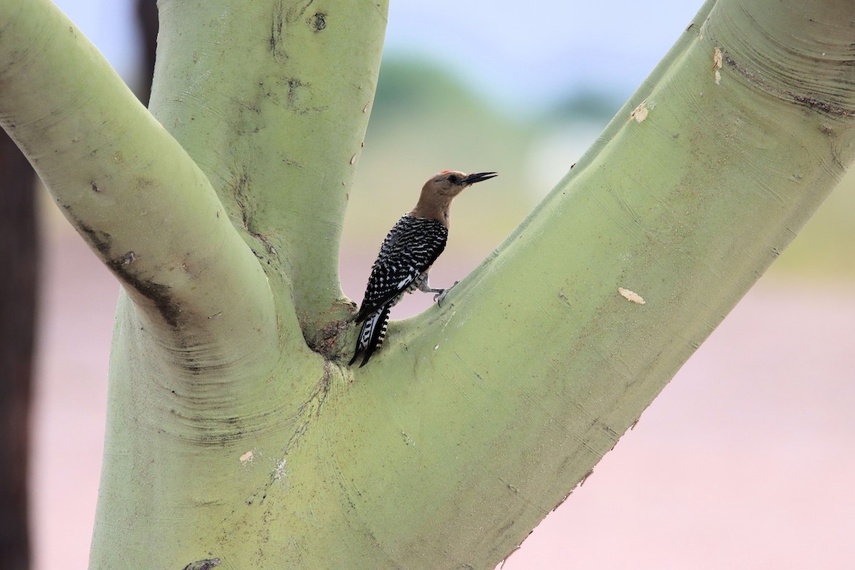 Gila Woodpecker - ML241302191