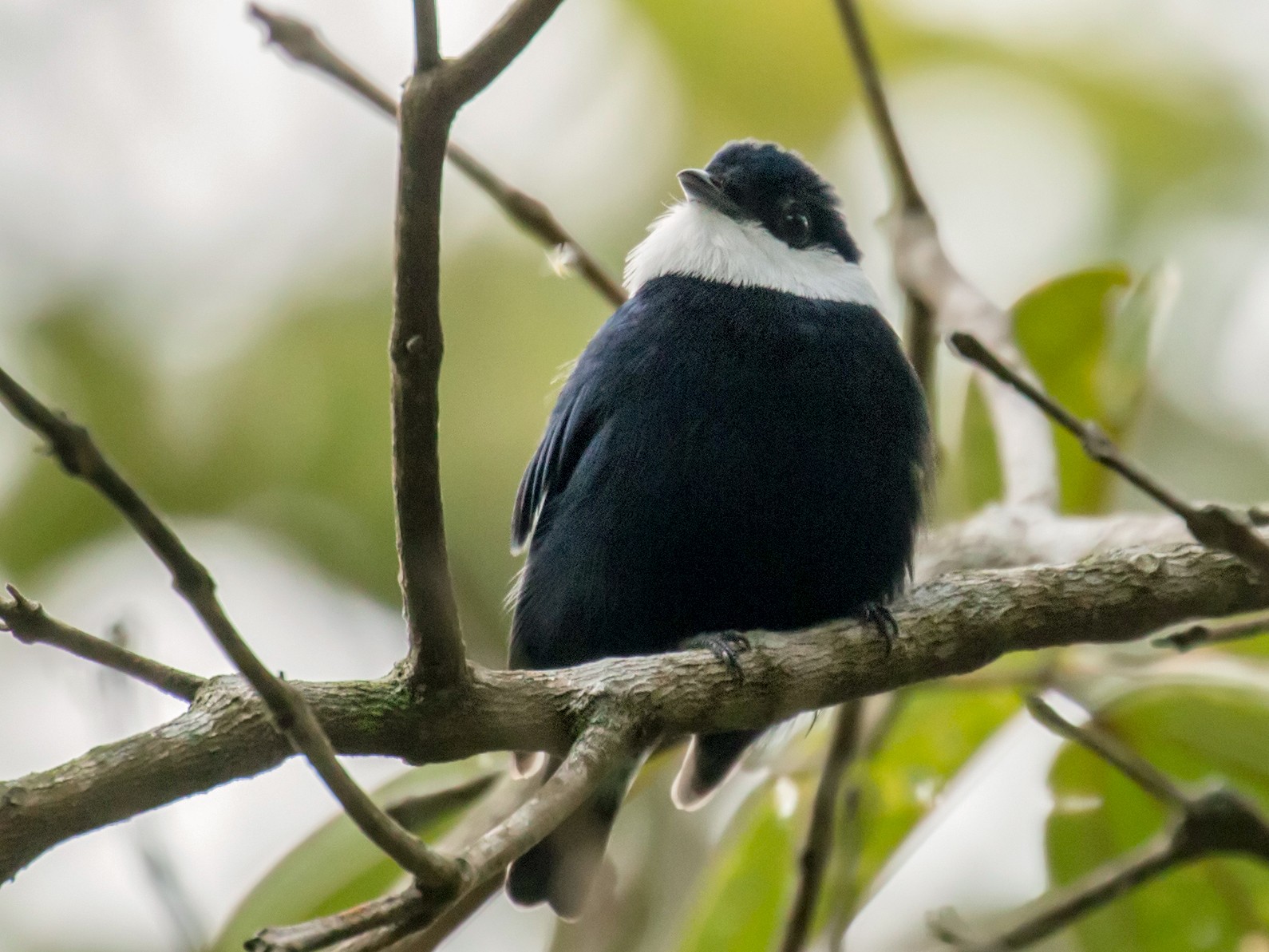 White-bibbed Manakin - Nick Athanas