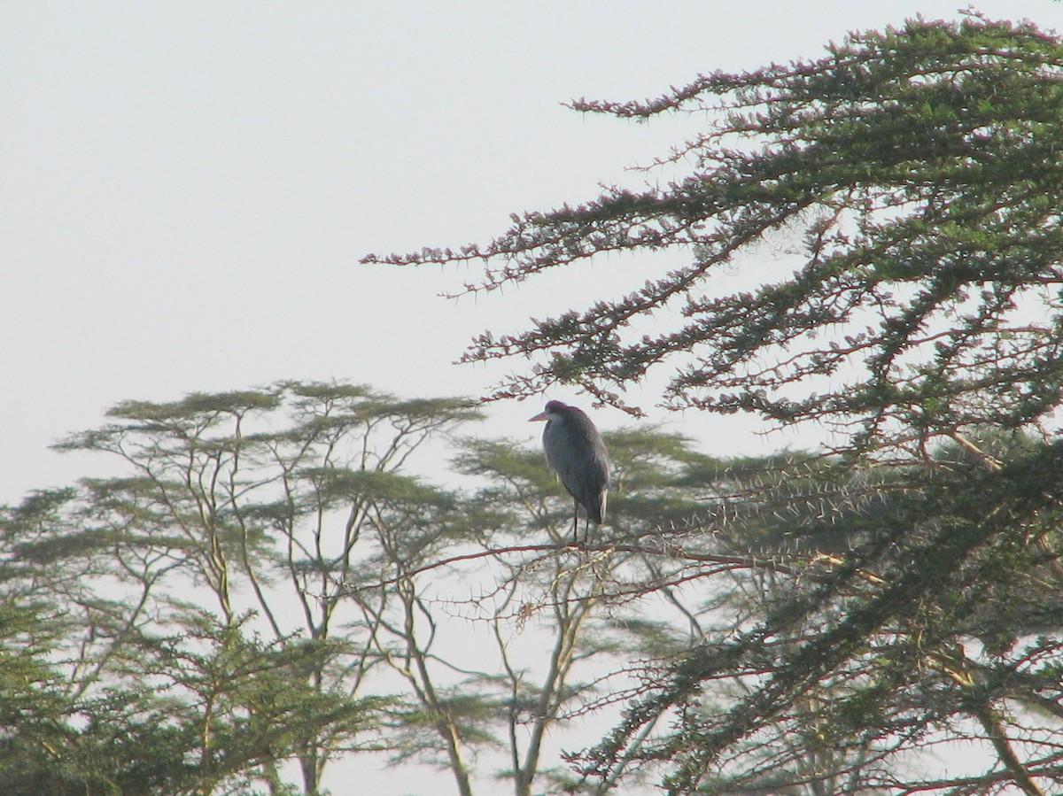 Black-crowned Night Heron - Malini Kaushik