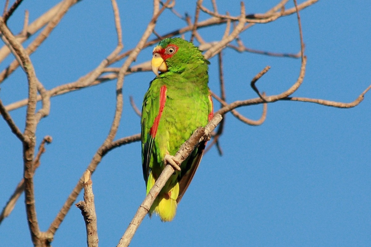 White-fronted Parrot - ML241309811