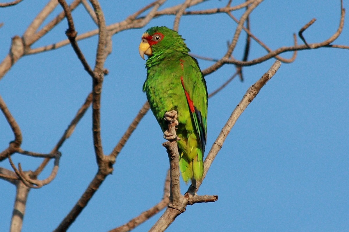White-fronted Parrot - ML241309821