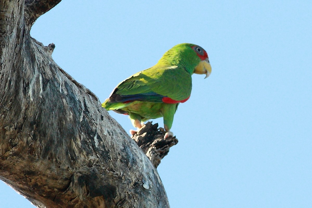 White-fronted Parrot - ML241310071