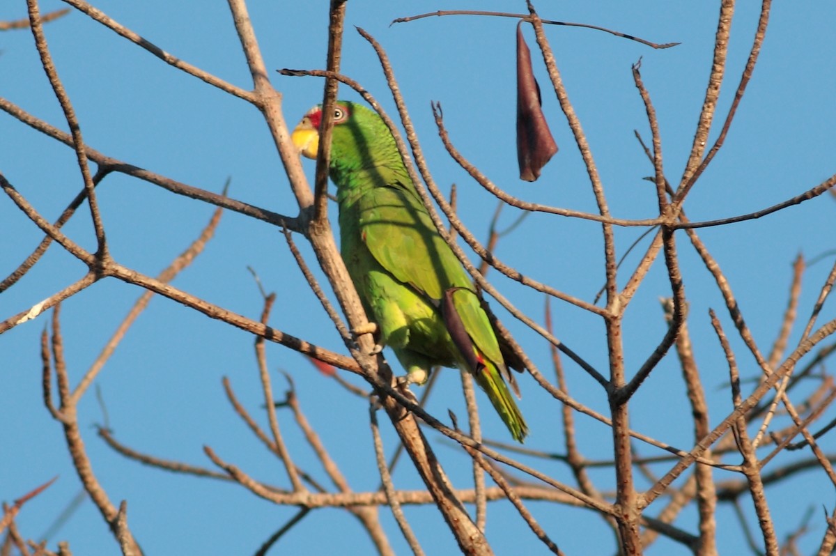 White-fronted Parrot - ML241310281