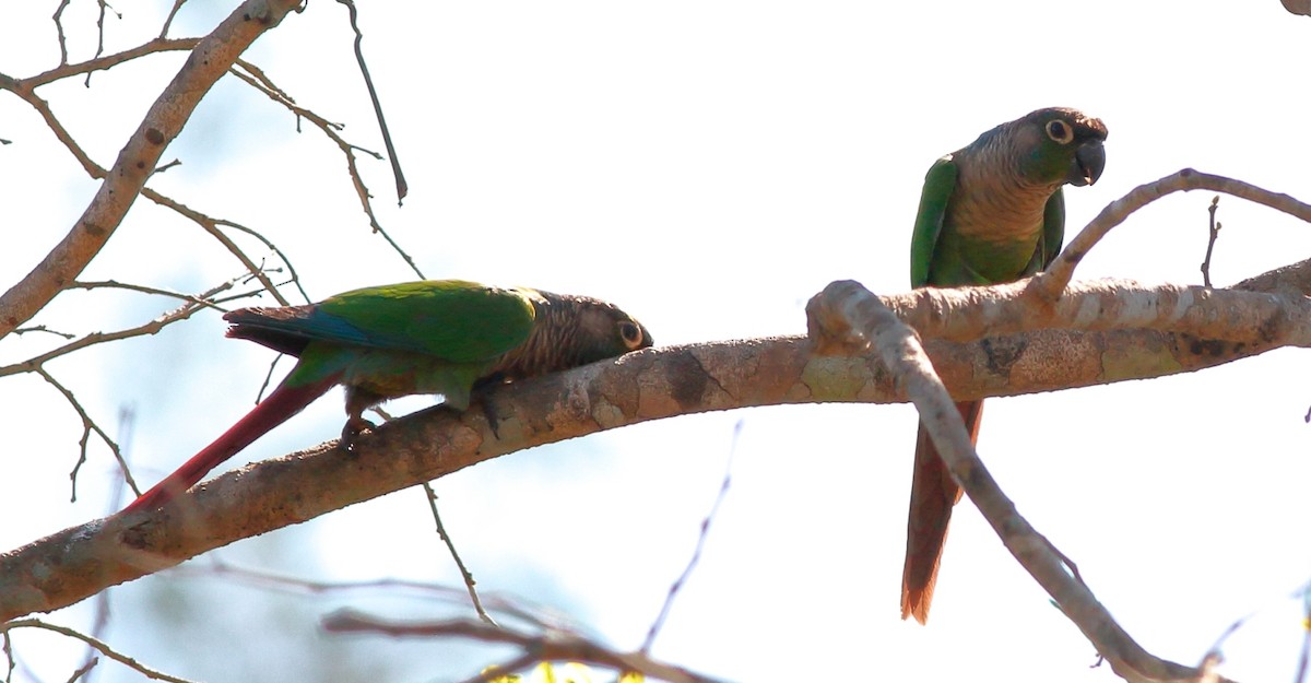 Green-cheeked Parakeet - ML241312891