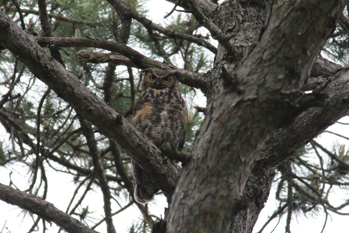 Great Horned Owl - ML241314011