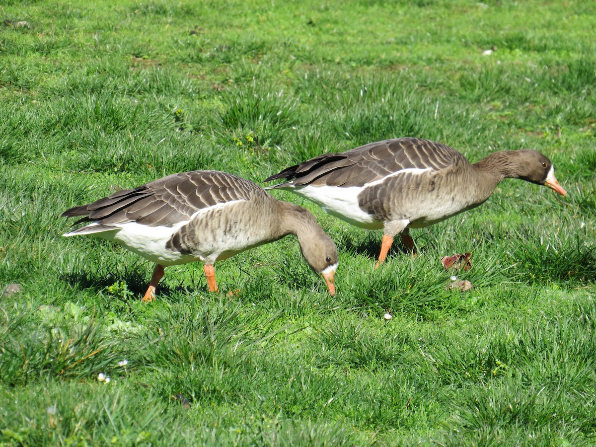 Greater White-fronted Goose - ML24132091
