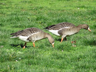 Greater White-fronted Goose, ML24132091