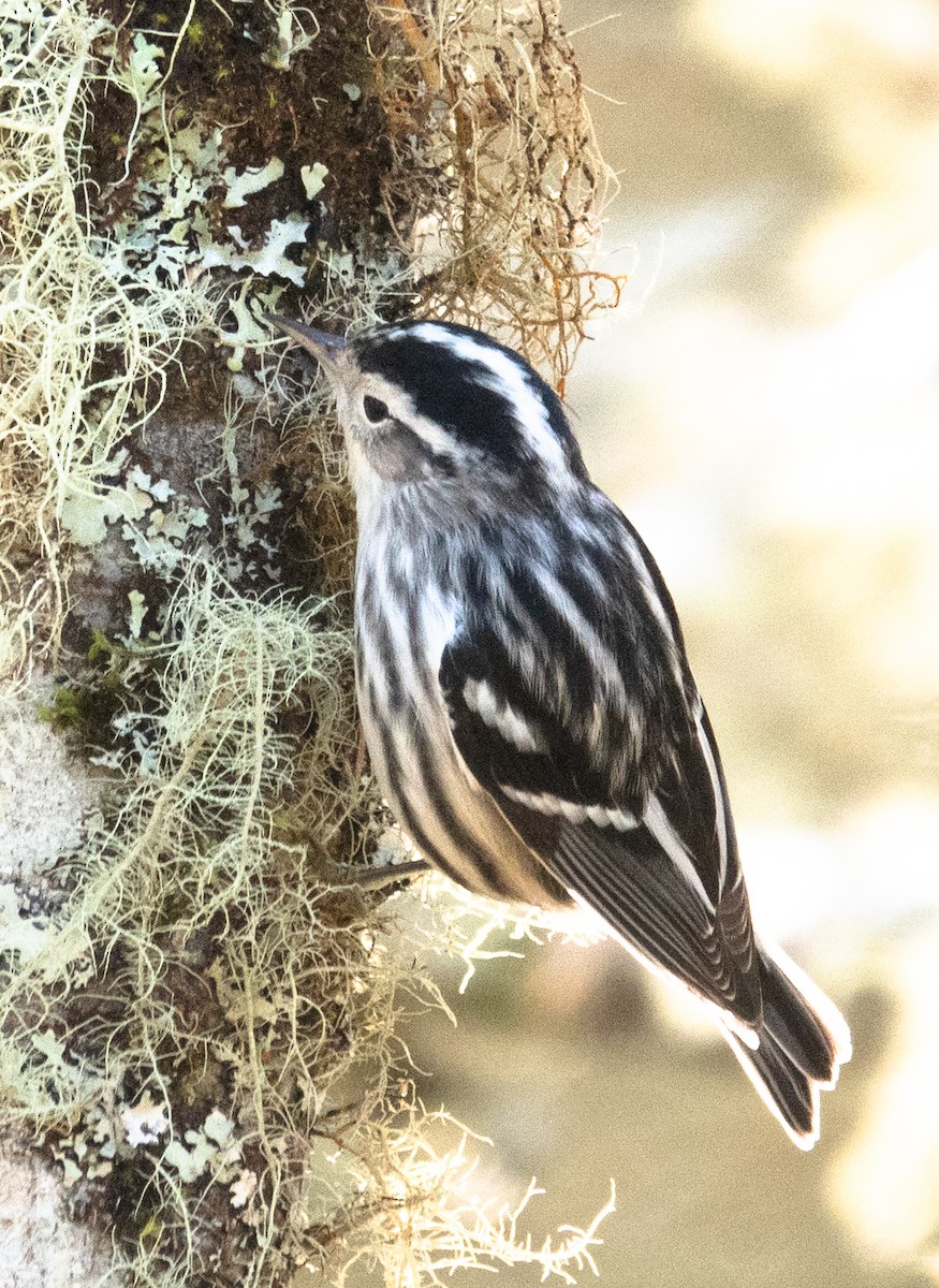 Black-and-white Warbler - ML241322671
