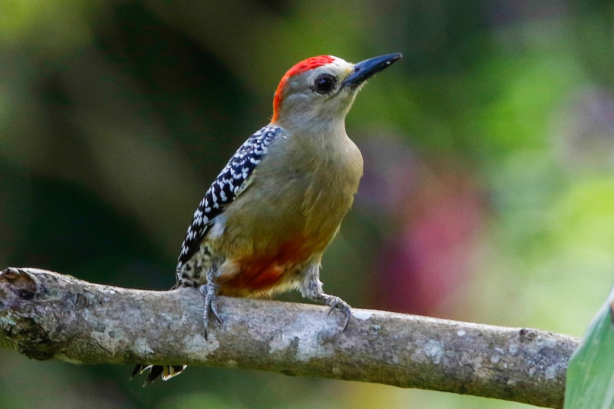 Red-crowned Woodpecker - Byron Stone