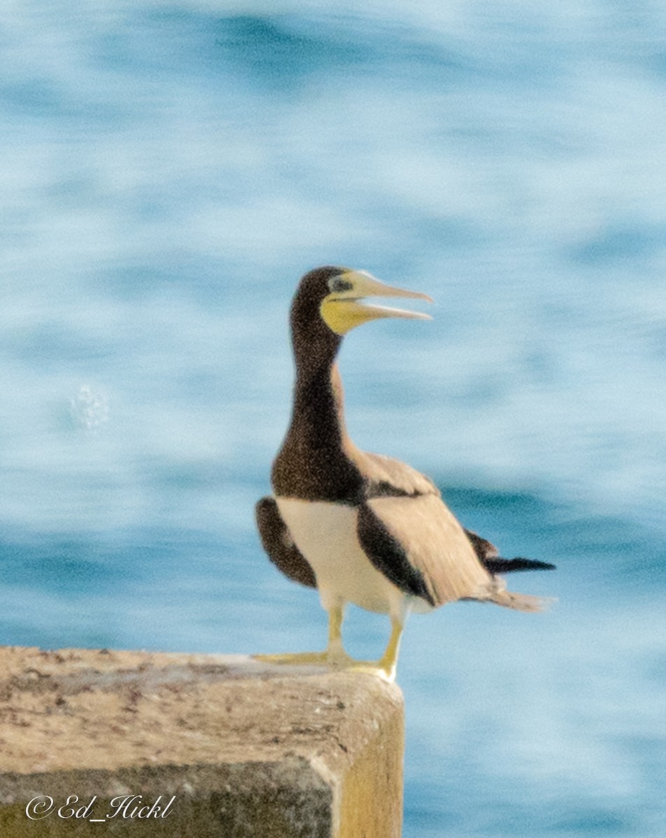 Brown Booby - ML241333861