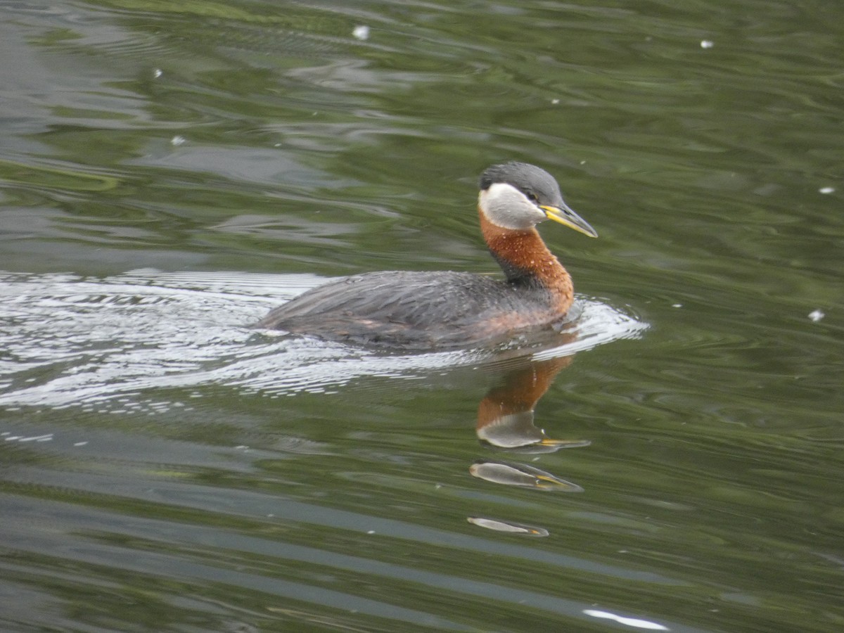 Red-necked Grebe - ML241336941