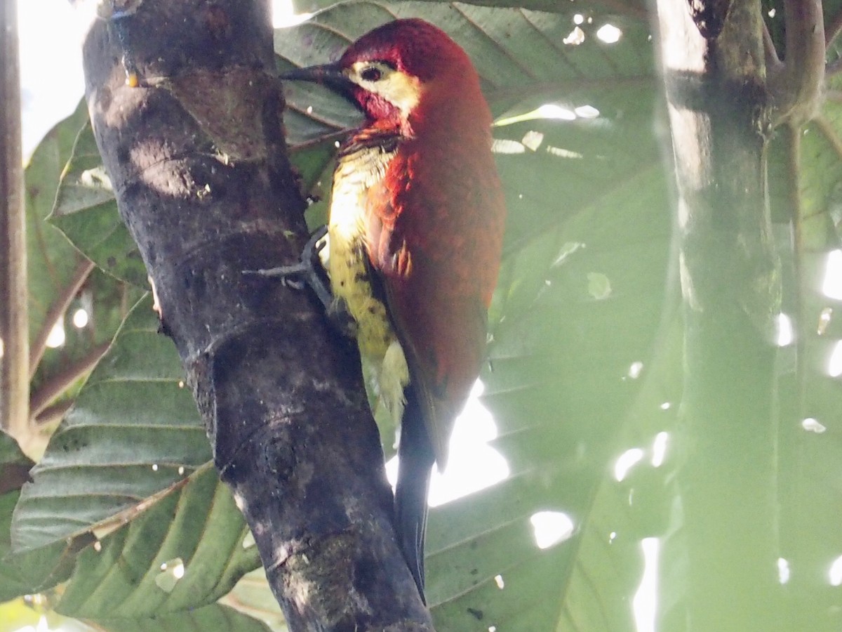 Crimson-mantled Woodpecker - ML241338221