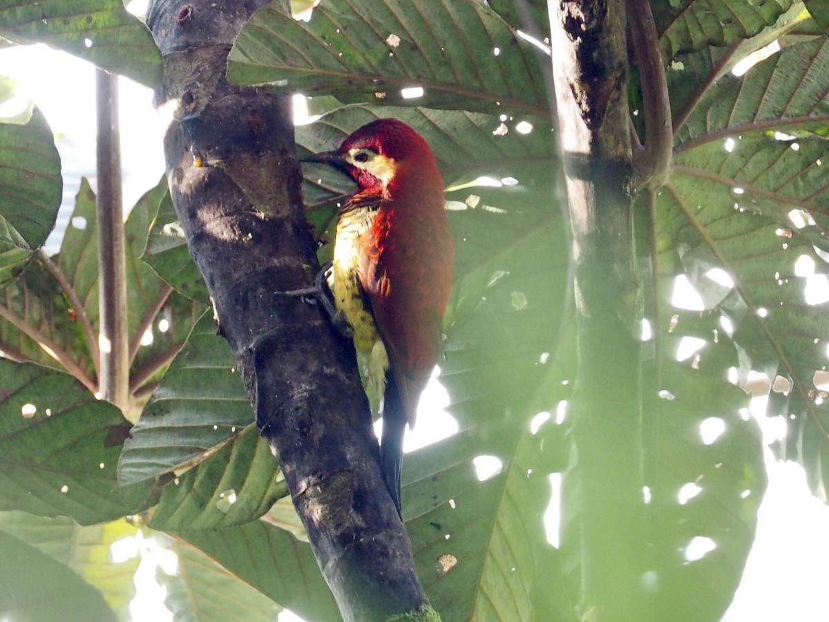 Crimson-mantled Woodpecker - ML241338291
