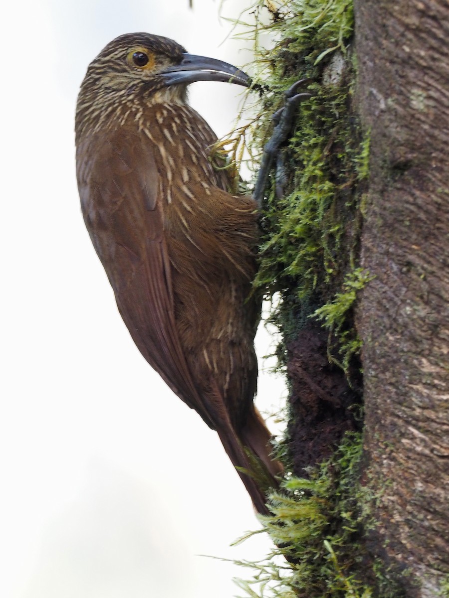 Strong-billed Woodcreeper - ML241338961