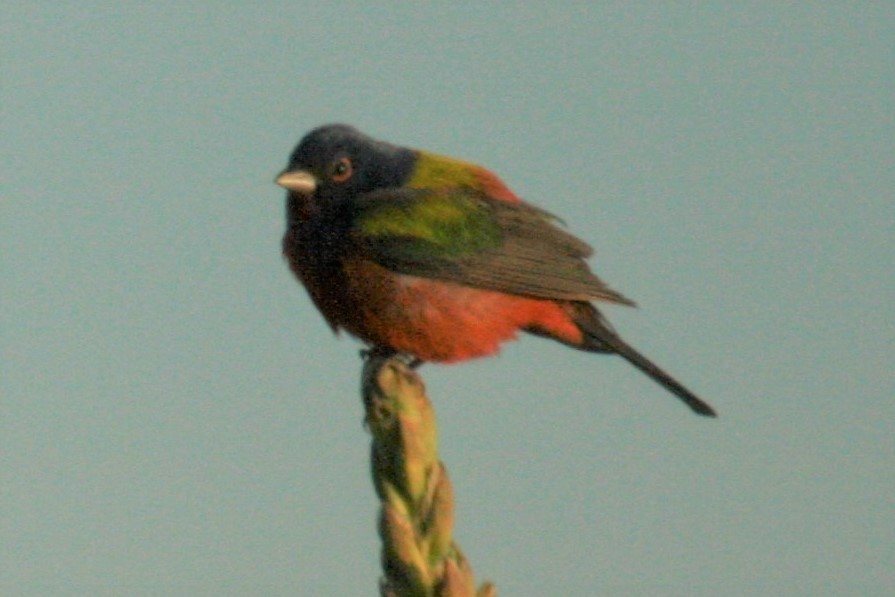 Painted Bunting - ML241340691