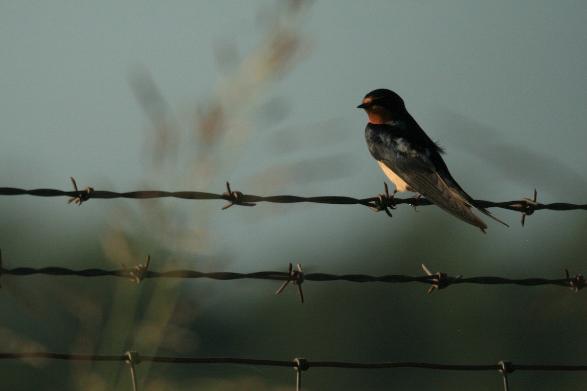 Barn Swallow (American) - ML241340861