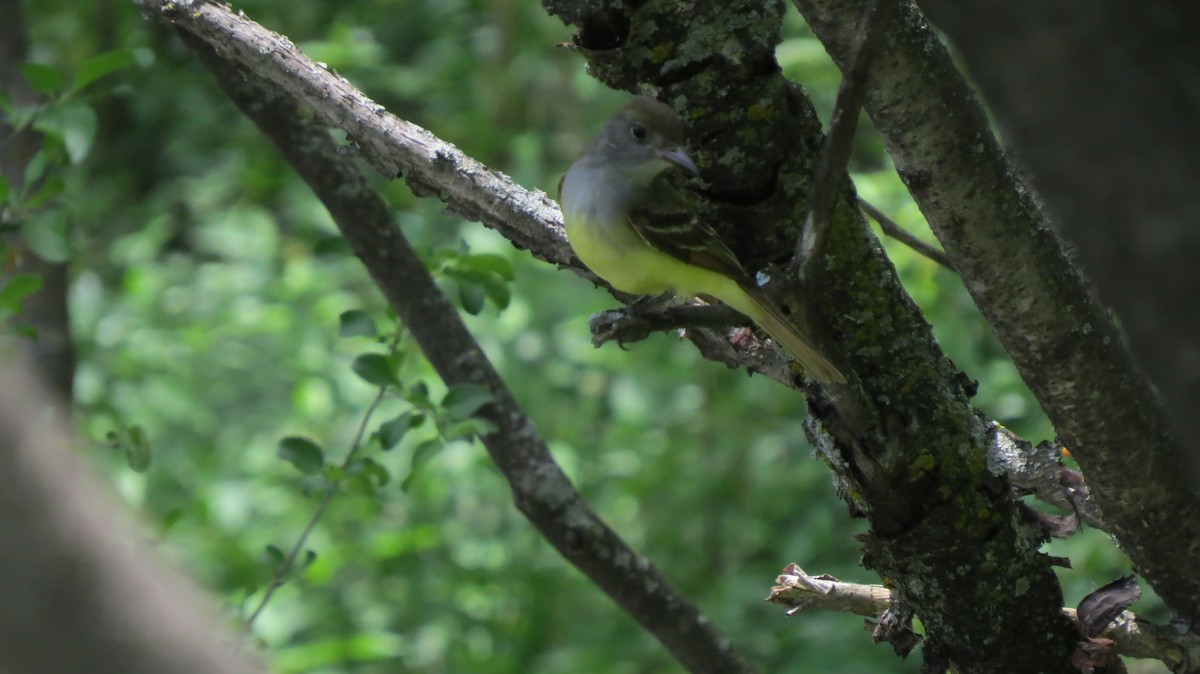 Great Crested Flycatcher - ML241342301