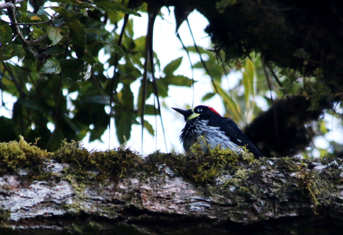 Acorn Woodpecker - Gustino Lanese