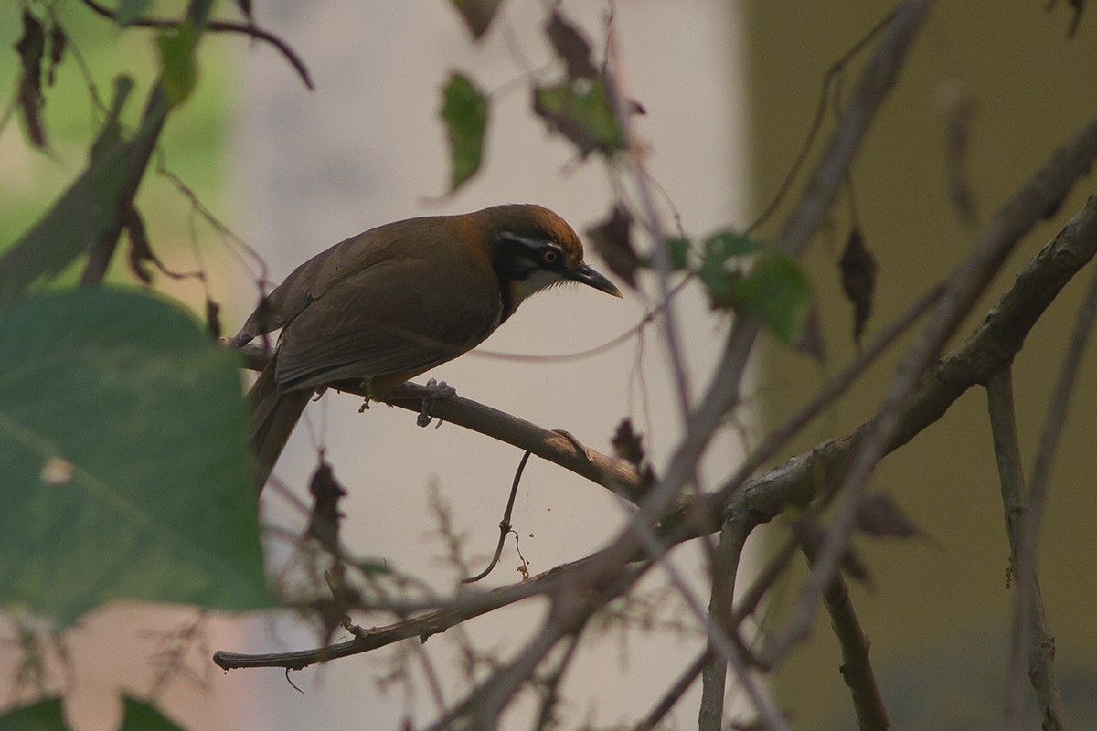 Lesser Necklaced Laughingthrush - ML241344531