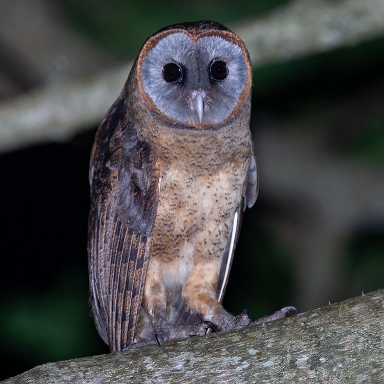 Ashy-faced Owl - Robert Tizard