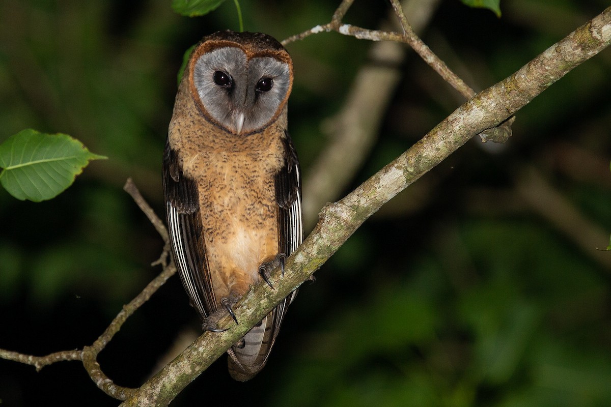 Ashy-faced Owl - Robert Tizard
