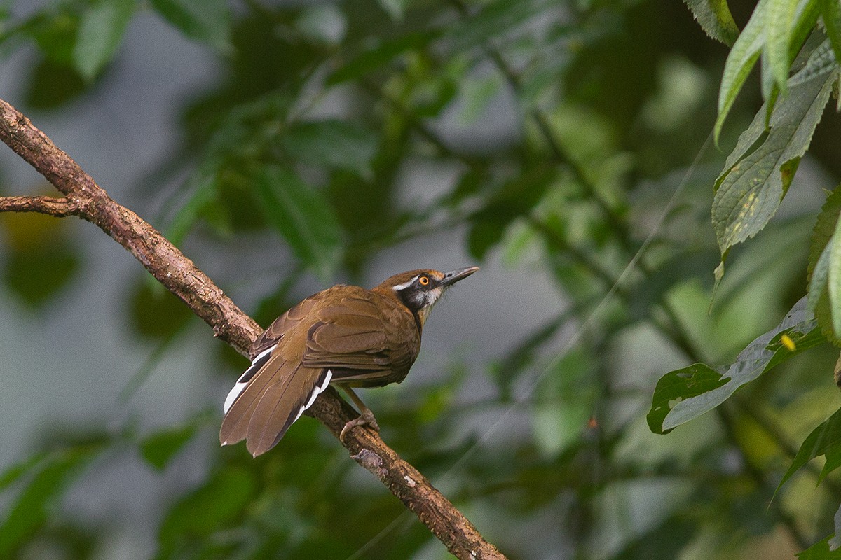 Lesser Necklaced Laughingthrush - ML241346491