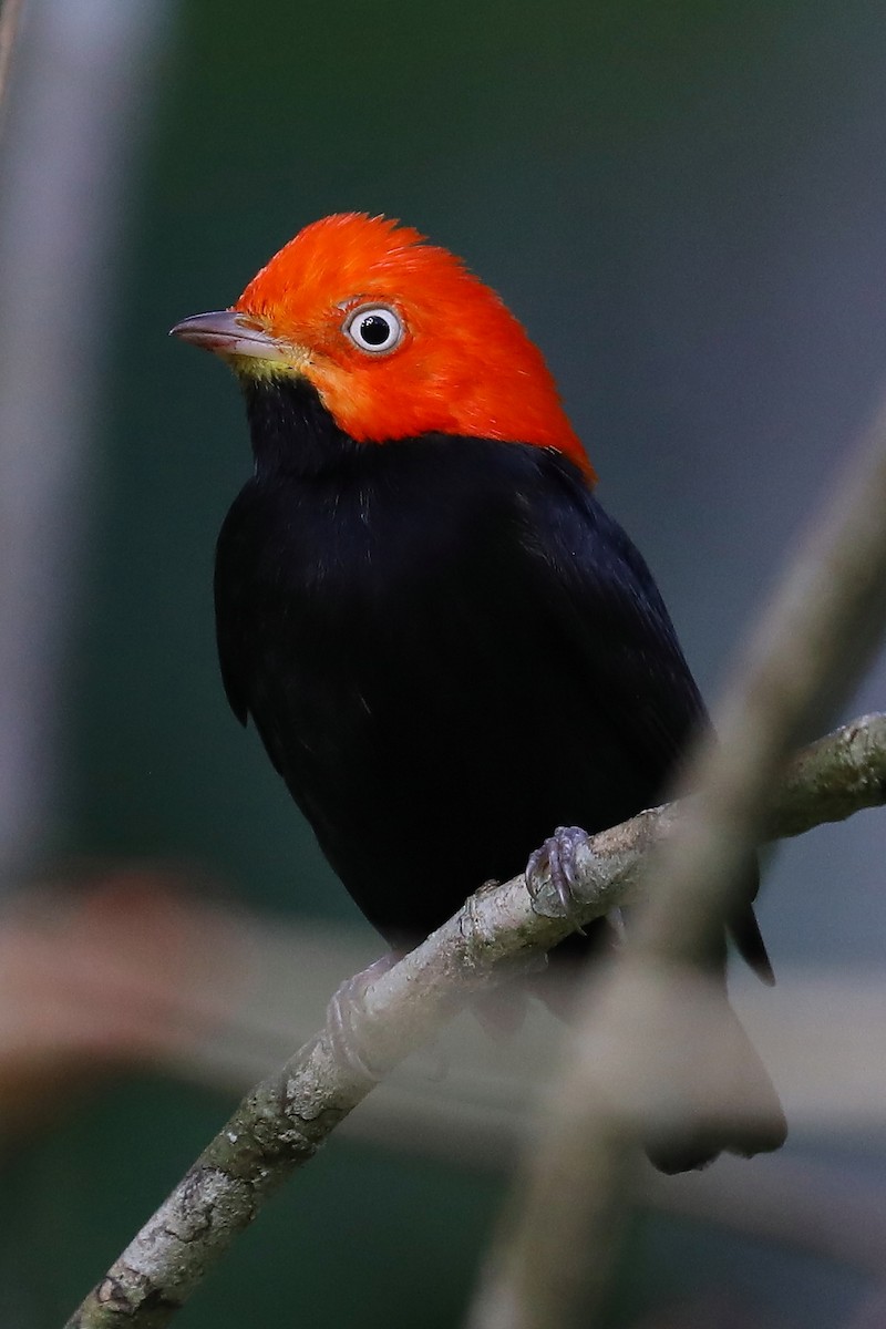 Red-capped Manakin - ML241346651